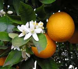 Citrus Growers Association