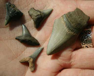 Fossilized Sharks Teeth