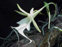 rare Ghost Orchid